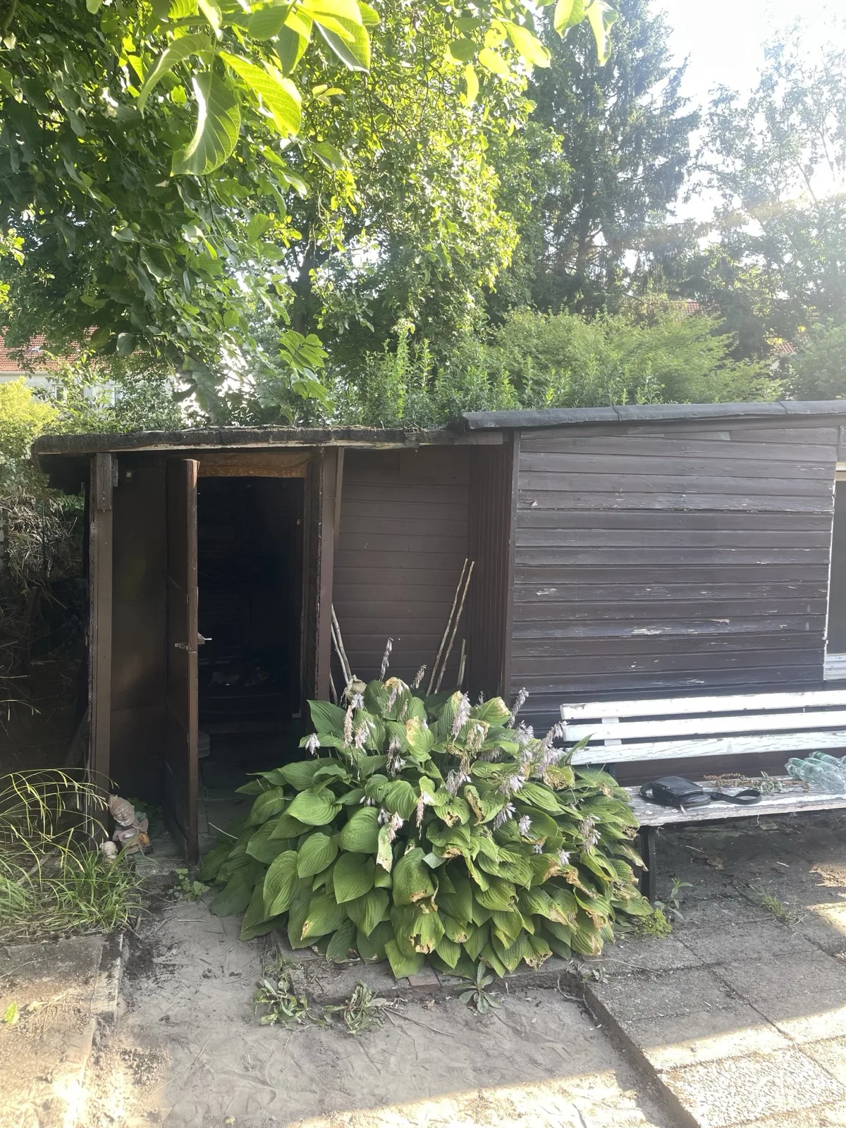 Funkien wuchern über die Wand eines alten Gartenlauben-Anbaus in Hamburg